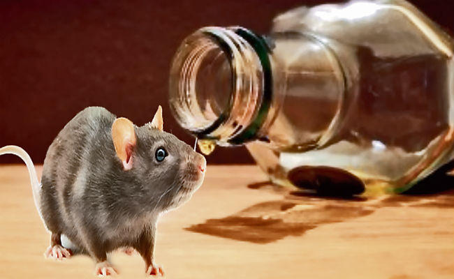 बीते साल चूहे पी गए शराब, इस साल पांच गुना बढ़ी तस्करी