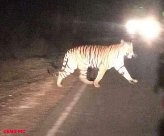 बीच सड़क पर अचानक आया बाघ, जान बचाकर भागे लोग