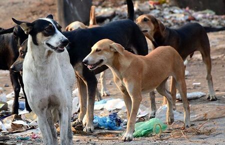 उत्तराखंड में खूंखार कुत्तों का आतंक, इस शहर में 37 लोगों को काटा
