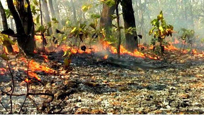 उत्तराखंड: गढ़वाल और कुमाऊं के जंगलों में आग लगने से मचा हाहाकार, कई हेक्टर वन संपदा खाक
