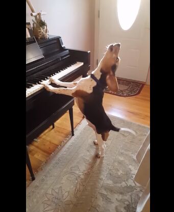 पियानो बजाकर ये कुत्ता दिखा रहा अपना हुनर: VIDEO