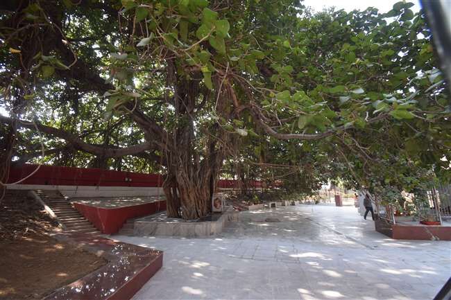 अक्षयवट का दर्शन कर पांच लाख से ज्यादा श्रद्धालुओं को मिला मोक्ष का वरदान