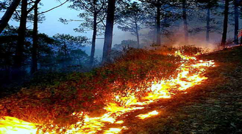 जंगलों की आग बुझाने में महिलाओं से संभाला मोर्चा, एक महिला घायल