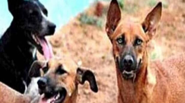 सीतापुर : आदमखोर कुत्तों ने आठ साल के मासूम को बनाया शिकार, अस्पताल में भर्ती