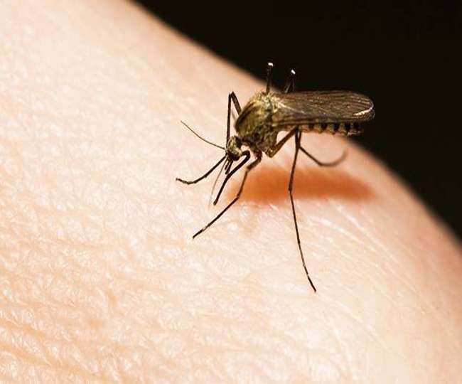 बिहार में डेंगू का कहर: 245 नए मरीज मिले, पटना में एक डॉक्टर की मौत