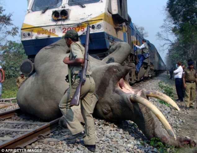 ट्रेन से कटकर हाथी की मौत, मौके से हाथियों का झुंड हवाई फायरिंग कर हटाया