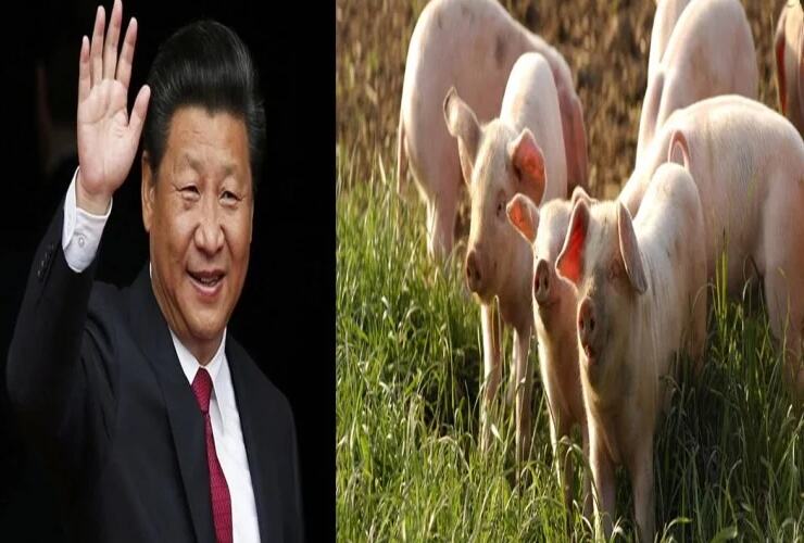 चीन को चाहिए ब्रिटिश सूअरों की फौज, वजह चौंकाने वाली
