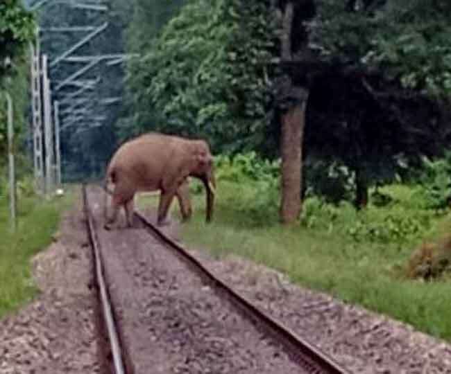 रायवाला के पास रेल ट्रैक पर आया हाथी