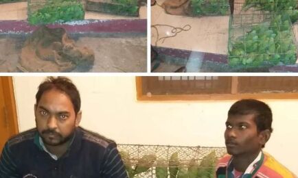 यूपी में STF के हत्थे चढ़े दो पक्षी तस्कर, 605 प्रतिबंधित देसी तोते बरामद यूपी में STF के हत्थे चढ़े दो पक्षी तस्कर, 605 प्रतिबंधित देसी तोते बरामद