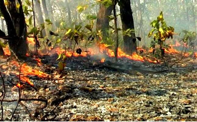 उत्तराखंड: गढ़वाल और कुमाऊं के जंगलों में आग लगने से मचा हाहाकार, कई हेक्टर वन संपदा खाक उत्तराखंड: गढ़वाल और कुमाऊं के जंगलों में आग लगने से मचा हाहाकार, कई हेक्टर वन संपदा खाक
