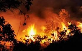 उत्तरकाशी के जंगलों में लगी भीषण आग, दमकल मौके पर: उत्तराखंड उत्तरकाशी के जंगलों में लगी भीषण आग, दमकल मौके पर: उत्तराखंड