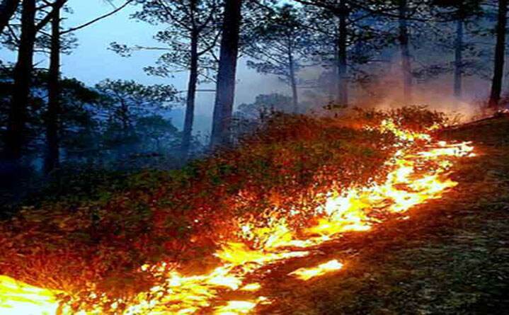 जंगलों की आग बुझाने में महिलाओं से संभाला मोर्चा, एक महिला घायल जंगलों की आग बुझाने में महिलाओं से संभाला मोर्चा, एक महिला घायल