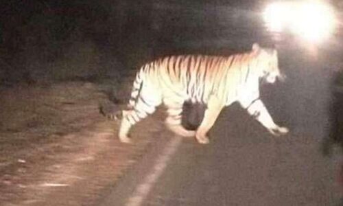 बीच सड़क पर अचानक आया बाघ, जान बचाकर भागे लोग