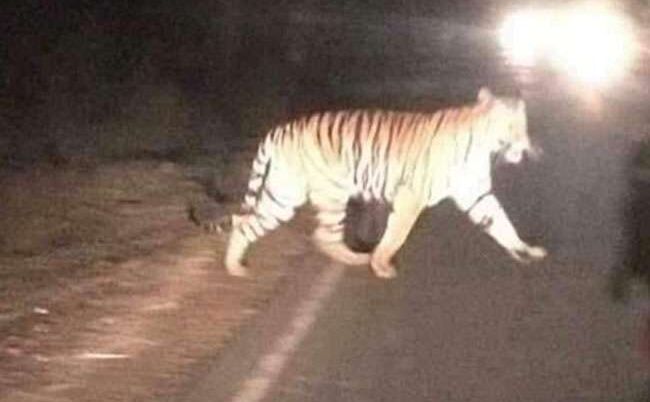 बीच सड़क पर अचानक आया बाघ, जान बचाकर भागे लोग