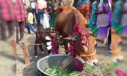 बछड़े का हुआ जन्म, तो शहरभर में लगे होर्डिंग्स, मनाया निकासन समारोह