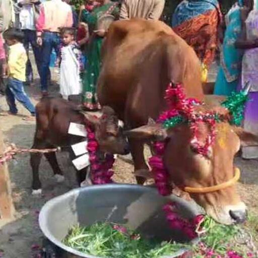 बछड़े का हुआ जन्म, तो शहरभर में लगे होर्डिंग्स, मनाया निकासन समारोह