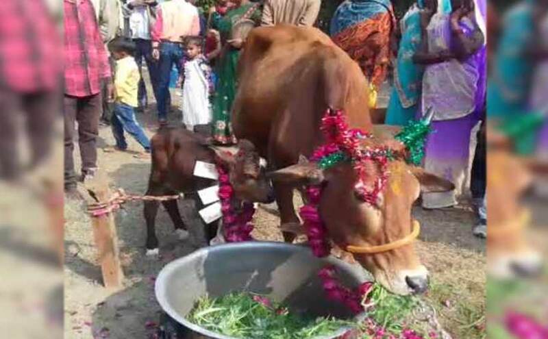 बछड़े का हुआ जन्म, तो शहरभर में लगे होर्डिंग्स, मनाया निकासन समारोह