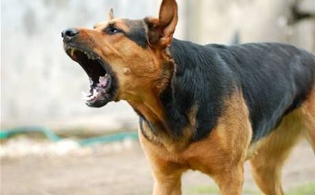 अगर अचानक आपको देखकर भौंकने लगे कुत्ता तो समझ जाइए यह संकेत