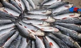 सूखे की मार झेल रहे ऑस्‍ट्रेलिया में हजारों मछलियों की मौत, दोबारा हुई घटना