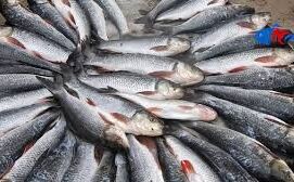 सूखे की मार झेल रहे ऑस्‍ट्रेलिया में हजारों मछलियों की मौत, दोबारा हुई घटना