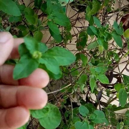 तुलसी के सिर्फ 5 पत्ते आपको बना सकते हैं करोड़पति, बस करना होगा ये उपाय