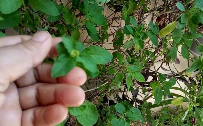 तुलसी के सिर्फ 5 पत्ते आपको बना सकते हैं करोड़पति, बस करना होगा ये उपाय