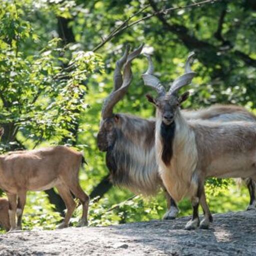आखिर पाकिस्‍तान क्‍यों दे रहा है अपने राष्‍ट्रीय पशु के शिकार की विदेशियों को इजाजत