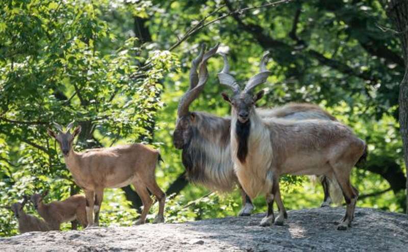 आखिर पाकिस्‍तान क्‍यों दे रहा है अपने राष्‍ट्रीय पशु के शिकार की विदेशियों को इजाजत
