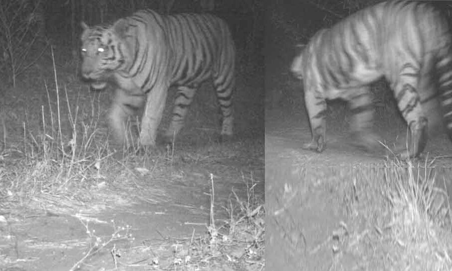 गुजरात का टाइगर जिंदा है, 30 साल बाद दिखी झलक