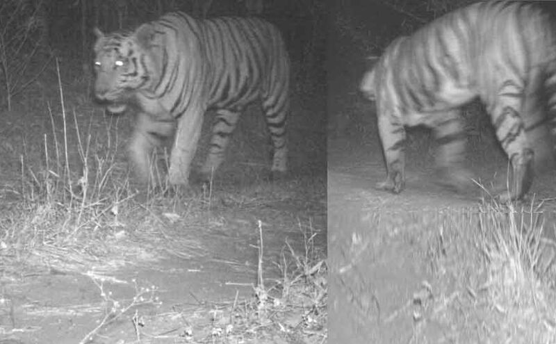 गुजरात का टाइगर जिंदा है, 30 साल बाद दिखी झलक