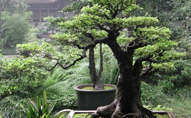 400 साल पुराना पेड़ हुआ चोरी, लाखों में है कीमत