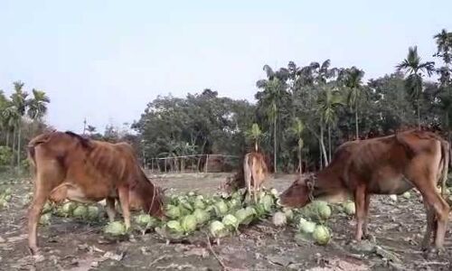 पश्चिम बंगाल : किसानों को नहीं मिला उचित दाम तो गायों को खिलाई बंदगोभी पश्चिम बंगाल : किसानों को नहीं मिला उचित दाम तो गायों को खिलाई बंदगोभी