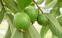 पिम्पल, हेयर्स और स्किन के लिए बहुत फायदेमंद हैं अमरुद के पत्ते पिम्पल, हेयर्स और स्किन के लिए बहुत फायदेमंद हैं अमरुद के पत्ते