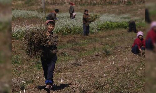 उत्तर कोरिया ने खाद्य संकट से निपटने के लिए IHG से मांगी मदद,