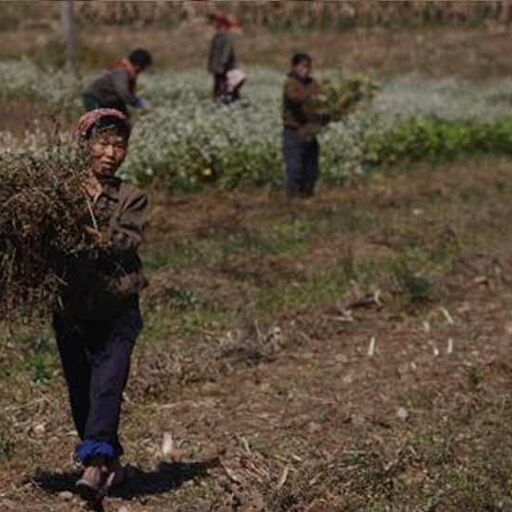 उत्तर कोरिया ने खाद्य संकट से निपटने के लिए IHG से मांगी मदद,