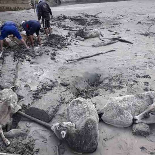 दलदल में फंसे 12 मवेशियों को एसडीआरएफ के जवानों ने बचाया