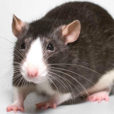 चूहों ने दिया चोरी की इस बड़ी घटना को अंजाम, जानकर आप भी हो जायेंगे हैरान