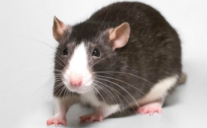 चूहों ने दिया चोरी की इस बड़ी घटना को अंजाम, जानकर आप भी हो जायेंगे हैरान