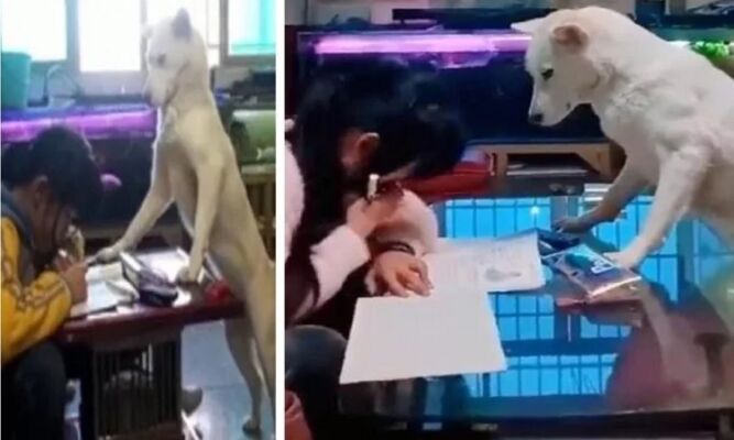 VIDEO : छोटी बच्ची का होम वर्क करवाता है यह कुत्ता, वीडियो देखकर हैरान हो जाएंगे