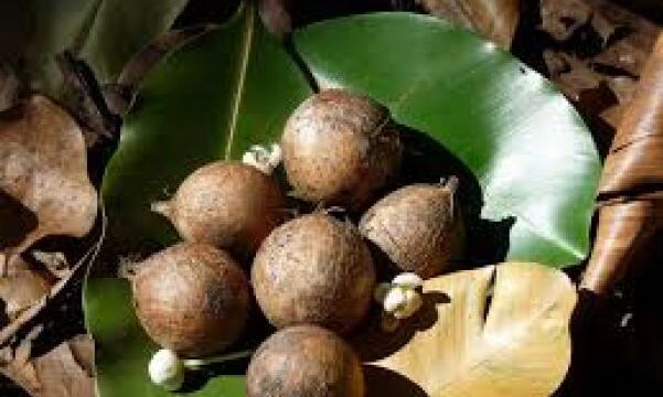 सनबर्न और मुहासों से बचाएगा ये तेल