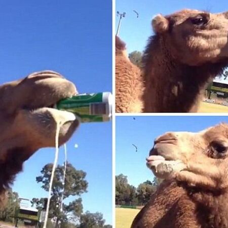 जब ऊंट ने पी ली एक कैन बीयर, फिर ऐसा हुआ हाल