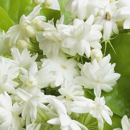 चेहरे की सुंदरता को बढाते हैं चमेली के फूल