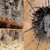 जंगल में पेड़ काटने गए युवकों को मिली ऐसी चीज़ कि उड़ गए होश