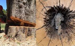 जंगल में पेड़ काटने गए युवकों को मिली ऐसी चीज़ कि उड़ गए होश