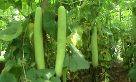 जानिये पेट की कई परेशनियों को दूर करने के लिए लौकी कितनी फायदेमंद