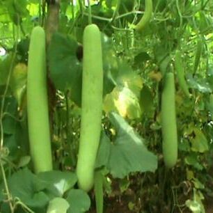 जानिये पेट की कई परेशनियों को दूर करने के लिए लौकी कितनी फायदेमंद