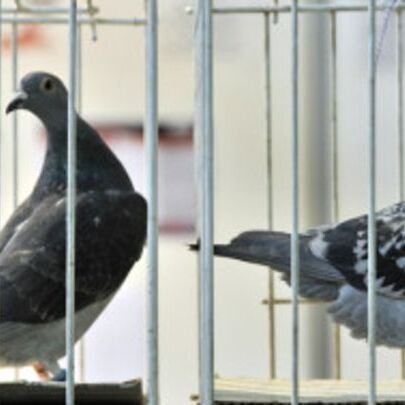 इसकी खासियत क्या है जाने करोड़ों में बिकता है ये कबूतर