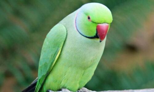 ब्राजील में पुलिस ने ड्रग तस्करों के मददगार तोते को गिरफ्तार किया ,पूछताछ में नहीं खोल रहा मुंह