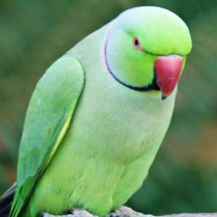 ब्राजील में पुलिस ने ड्रग तस्करों के मददगार तोते को गिरफ्तार किया ,पूछताछ में नहीं खोल रहा मुंह