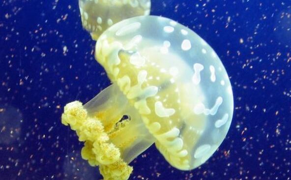 कभी भी मर कर जिन्दा हों सकता है ये जीव, कहते हैं अमर जीव